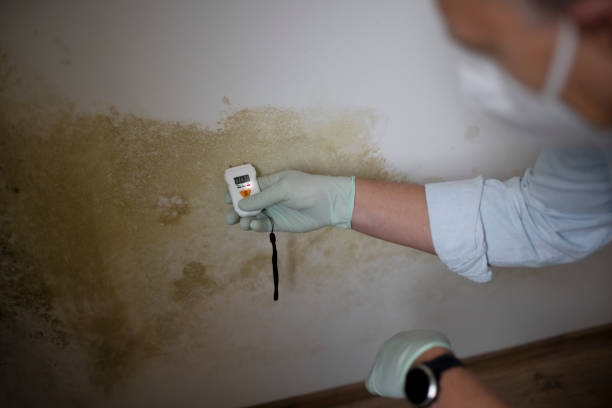 Best Residential Mold Removal  in Franklin Park, IL
